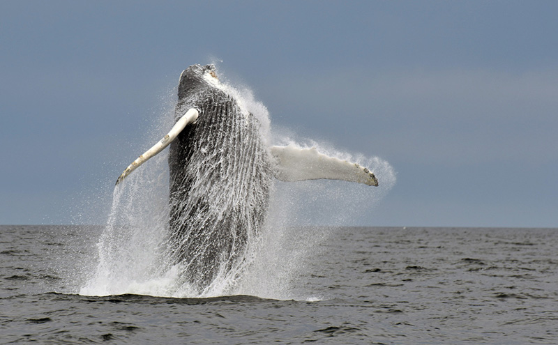 Splish, a humpback whale that was first photographed in 1980, jumps out of the water.